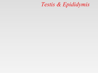 Testis & Epididymis
 