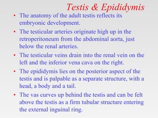 Testis & Epididymis
• The anatomy of the adult testis reflects its
embryonic development.
• The testicular arteries originate high up in the
retroperitoneum from the abdominal aorta, just
below the renal arteries.
• The testicular veins drain into the renal vein on the
left and the inferior vena cava on the right.
• The epididymis lies on the posterior aspect of the
testis and is palpable as a separate structure, with a
head, a body and a tail.
• The vas curves up behind the testis and can be felt
above the testis as a firm tubular structure entering
the external inguinal ring.
 