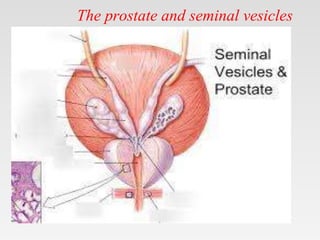 The prostate and seminal vesicles
•
 