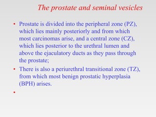 The prostate and seminal vesicles
• Prostate is divided into the peripheral zone (PZ),
which lies mainly posteriorly and from which
most carcinomas arise, and a central zone (CZ),
which lies posterior to the urethral lumen and
above the ejaculatory ducts as they pass through
the prostate;
• There is also a periurethral transitional zone (TZ),
from which most benign prostatic hyperplasia
(BPH) arises.
•
 