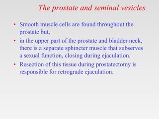 The prostate and seminal vesicles
• Smooth muscle cells are found throughout the
prostate but,
• in the upper part of the prostate and bladder neck,
there is a separate sphincter muscle that subserves
a sexual function, closing during ejaculation.
• Resection of this tissue during prostatectomy is
responsible for retrograde ejaculation.
 