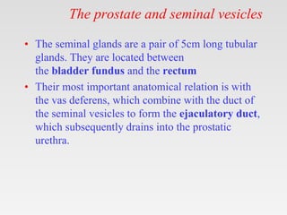 The prostate and seminal vesicles
• The seminal glands are a pair of 5cm long tubular
glands. They are located between
the bladder fundus and the rectum
• Their most important anatomical relation is with
the vas deferens, which combine with the duct of
the seminal vesicles to form the ejaculatory duct,
which subsequently drains into the prostatic
urethra.
 