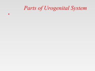 Parts of Urogenital System
•
 