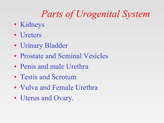 Parts of Urogenital System
• Kidneys
• Ureters
• Urinary Bladder
• Prostate and Seminal Vesicles
• Penis and male Urethra
• Testis and Scrotum
• Vulva and Female Urethra
• Uterus and Ovary.
 