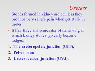 Ureters
• Stones formed in kidney are painless they
produce very severe pain when get stuck in
ureter.
• It has three anat...