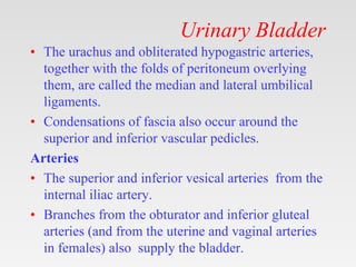Urinary Bladder
• The urachus and obliterated hypogastric arteries,
together with the folds of peritoneum overlying
them, ...