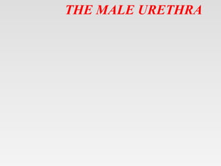 THE MALE URETHRA
 