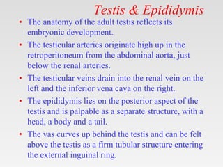 Testis & Epididymis
• The anatomy of the adult testis reflects its
embryonic development.
• The testicular arteries origin...