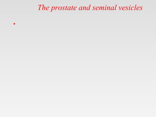 The prostate and seminal vesicles
•
 