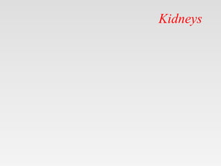 Kidneys
 
