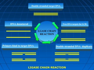 Double stranded target DNA
DNA denatured Two DNA targets for LCR
Primers bind to target DNA Double stranded DNA duplicate
LGASE CHAIN
REACTION
LIGASE CHAIN REACTION
 