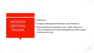 ANTERIOR
URETHRAL
TRAUMA
 Mechanism
 Iatrogenic (attempted catheterization, instrumentation )
 Blunt perineal trauma (straddle injury) : bulbar urethra and
corpus spongiosum are compressed against the inferior aspect
of anterior pelvic ring
 