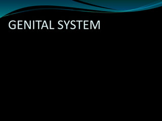 GENITAL SYSTEM
 