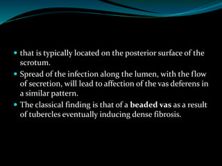  that is typically located on the posterior surface of the
scrotum.
 Spread of the infection along the lumen, with the flow
of secretion, will lead to affection of the vas deferens in
a similar pattern.
 The classical finding is that of a beaded vas as a result
of tubercles eventually inducing dense fibrosis.
 