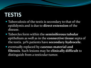 TESTIS
 Tuberculosis of the testis is secondary to that of the
epididymis and is due to direct extension of the
disease.
 Tubercles form within the seminiferous tubular
epithelium as well as in the connective tissue septa of
the testis. 30% patients have secondary hydrocele.
 eventually replaced by caseous material and
fibrosis. Such lesions may be clinically difficult to
distinguish from a testicular tumor.
 