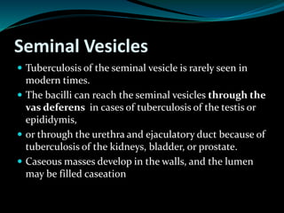 Seminal Vesicles
 Tuberculosis of the seminal vesicle is rarely seen in
modern times.
 The bacilli can reach the seminal vesicles through the
vas deferens in cases of tuberculosis of the testis or
epididymis,
 or through the urethra and ejaculatory duct because of
tuberculosis of the kidneys, bladder, or prostate.
 Caseous masses develop in the walls, and the lumen
may be filled caseation
 