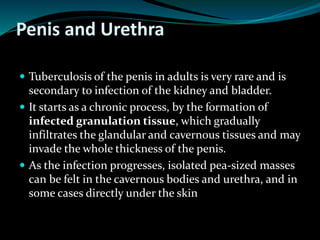 Penis and Urethra
 Tuberculosis of the penis in adults is very rare and is
secondary to infection of the kidney and bladder.
 It starts as a chronic process, by the formation of
infected granulation tissue, which gradually
infiltrates the glandular and cavernous tissues and may
invade the whole thickness of the penis.
 As the infection progresses, isolated pea-sized masses
can be felt in the cavernous bodies and urethra, and in
some cases directly under the skin
 