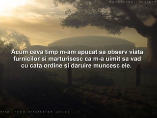 Acum ceva timp m-am apucat sa observ viata furnicilor si marturisesc ca m-a uimit sa vad cu cata ordine si daruire muncesc ele.  