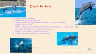 Dolphin Fun Facts







Dolphins are very intelligent.
Killer Whales are actually dolphins.
Dolphins breathe through a blowhole located on the top of their head.
Dolphins are carnivores.
Dolphins display a playful attitude and are often seen jumping out of the water, riding
waves, play fighting, and interacting with humans.
 Dolphins have excellent eyesight and hearing.
 Dolphins communicate by clicking and whistling.

 