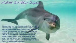 A Little Bit About Dolphins

Dolphins are very intelligent animals. They are able
to train with humans and can achieve many tricks. A
few amazing abilities they have are their intelligence,
their great memories, and the ability to dive great
depths. Dolphins are friendly with humans and are
able to hear commands. They also posses a high
ability to learn, which is partially why they are so
smart and can learn a lot. Throughout this power
point, you will learn about why dolphins are so smart
and a lot about them in general!

 