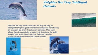 Dolphins Are Very Intelligent
Animals

Dolphins are very smart creatures, but why are they so
intelligent? Dolphins get their extreme intelligence from having
an unusually big brain. It is also very complex. Their brain
allows them the possibility to swim in all directions, the ability
to swim fast, and to hunt in groups. Dolphins can also
communicate with humans and can be trained.

 