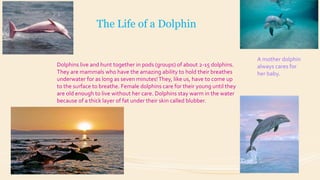 The Life of a Dolphin

Dolphins live and hunt together in pods (groups) of about 2-15 dolphins.
They are mammals who have the amazing ability to hold their breathes
underwater for as long as seven minutes! They, like us, have to come up
to the surface to breathe. Female dolphins care for their young until they
are old enough to live without her care. Dolphins stay warm in the water
because of a thick layer of fat under their skin called blubber.

A mother dolphin
always cares for
her baby.

 