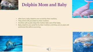 Dolphin Mom and Baby

•
•
•
•

After born, baby dolphins are nursed by their mothers.
They drink milk provided my their mothers.
Another calf usually helps the mother take care of her baby.
Baby dolphins are cared for by their mothers until they are six years old
and know the skills to surviving.

 