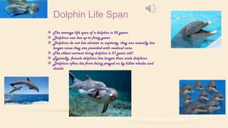 Dolphin Life Span
 The average life span of a dolphin is 25 years.
 Dolphins can live up to forty years
 Dolphins do not live shorter in captivity, they can actually live
longer since they are provided with medical care.
 The oldest current living dolphin is 57 years old!
 Typically, female dolphins live longer than male dolphins
 Dolphins often die from being preyed on by killer whales and
sharks

 