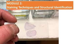 Structural Staining GEN MCIRO UNIT 3 module 1&2 microbiology.pdf