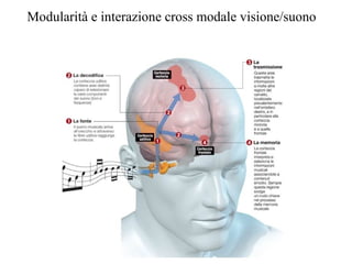 Modularità e interazione cross modale visione/suono

 
