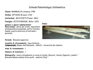 Scheda Paleontologia Sistematica
Classe: MAMMALIA Linnaeus, 1758
Ordine: CETACEA Brisson, 1762
Sottordine: MYSTICETI Flower, 1864
Famiglia: CETOTHERIIDE Miller, 1923
genere e specie indeterminati
Descrizione: parte del cranio, mascellare,
premascellare prossimale, parte frontale,
nasale e parte anteriore di entrambi i
parietali.

Foto:

Periodo: Miocene superiore
Località di ritrovamento: Cava Cisterna Collocazione:
Cavallino (LE) Museo dell’Ambiente – MAUS - Università del Salento
Anno di rinvenimento: /
Numero di inventario: /
Bibliografia: lavoro attualmente in corso di studio, Bisconti, Varola, Esposito, Landini: “
Miocene Baleen whales from south - eastern Italy “

 