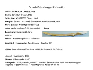 Scheda Paleontologia Sistematica
Classe: MAMMALIA Linnaeus, 1758
Ordine: CETACEA Brisson, 1762
Sottordine: MYSTICETI Flower, 1864
Famiglia: ESCHRICHTIIDAE Ellerman and Morrison Scott, 1951
Nuovo Genere: ARCHAESCHRICHTIUS
nuova specie: Archaeschrichtius ruggieri

Foto:

Descrizione: Ramo mandibolare
sinistro
Periodo: Miocene superiore - Tortoniano
Località di ritrovamento: Cava Cisterna - Cavallino (LE)
Collocazione: Museo dell’ambiente – MAUS - Università del Salento
Anno di rinvenimento: 1989
Numero di inventario: 230/1
Bibliografia: 2005, Bisconti, Varola:” The oldest Eschrichtiidae and a new Morphologycal
diagnosis of Eschrichtiidae “- Paleontographia italica ‘87: 19-35

 