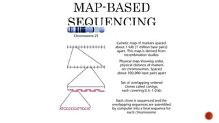 GENOMICS AND BIOINFORMATICS | PPTX