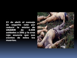 	21 de abril: el consejo de segurito votó por reducir la misión de UNAMIR de 2.500 soldados a 250; y la cruz roja anuncia que son cientos de miles los muertos. 