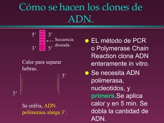 Cómo se hacen los clones de ADN. EL método de PCR o Polymerase Chain Reaction clona ADN enteramente in vitro. Se necesita ADN polimerasa, nucleotidos, y  primers .Se aplica calor y en 5 min. Se dobla la cantidad de ADN. 3’ 5’ 5’ 3’ Secuencia deseada. Calor para separar hebras. Se enfría,  ADN polimerasa alarga 3’ . 3’ 3’ 