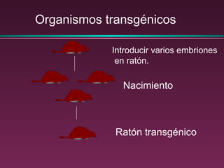 Introducir varios embriones en ratón. Nacimiento Ratón transgénico Organismos transgénicos 