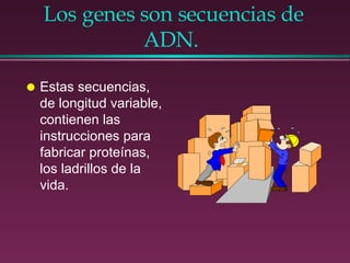 Los genes son secuencias de ADN.  Estas secuencias, de longitud variable, contienen las instrucciones para fabricar proteínas, los ladrillos de la vida. 