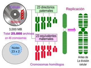 23 directorios
paternales
23 equivalentes
maternales
Total 25.000 archivos
Replicación
Núcleo
23 x 2
en 46 cromosomas
Cromosomas homólogos
Antes de
La división
celular
3,000 MB
Célula
Nucleo
 
