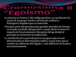 La citocina es la letra C del código genético, su metilación (la
unión de un grupo metilo a átomos de carbono e
hidrogeno) impiden que se transcriba.
Una gran parte del genoma pasa grandes periodos de tiempo
en estado metilado (bloqueado) o mejor dicho lo hacen la
mayoría de los promotores (las partes del ge donde al
principio se encuentra la traducción).
La metilación sirve para desactivar los genes que no son
determinado en determinados tejidos, lo que hace que el
cerebro sea diferente del hígado y este diferente de la piel y
así sucesivamente.
 