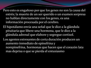 Pero esto es engañoso por que los genes no son la causa del
estrés; la muerte de un ser querido o un examen sorpresa
no hablan directamente con los genes, es una
información procesada por el cerebro.
El hipotálamo envía una señal que le dice a la glándula
pituitaria que libere una hormona, que le dice a la
glándula adrenal que elabore y segregue cortisol.
Los agentes estresantes de corta duración producen un
aumento inmediato de epinefrina y
norepinefrina, hormonas que hacen que el corazón lata
mas deprisa o que se pierda el entusiasmo
 