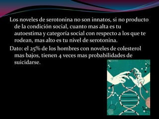 Los noveles de serotonina no son innatos, si no producto
de la condición social, cuanto mas alta es tu
autoestima y categoría social con respecto a los que te
rodean, mas alto es tu nivel de serotonina.
Dato: el 25% de los hombres con noveles de colesterol
mas bajos, tienen 4 veces mas probabilidades de
suicidarse.
 