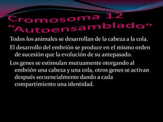 Todos los animales se desarrollan de la cabeza a la cola.
El desarrollo del embrión se produce en el mismo orden
de sucesión que la evolución de su antepasado.
Los genes se estimulan mutuamente otorgando al
embrión una cabeza y una cola, otros genes se activan
después secuencialmente dando a cada
compartimiento una identidad.
 