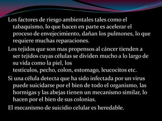 Los factores de riesgo ambientales tales como el
tabaquismo, lo que hacen en parte es acelerar el
proceso de envejecimiento, dañan los pulmones, lo que
requiere muchas reparaciones.
Los tejidos que son mas propensos al cáncer tienden a
ser tejidos cuyas células se dividen mucho a lo largo de
su vida como la piel, los
testículos, pecho, colon, estomago, leucocitos etc.
Si una célula detecta que ha sido infectada por un virus
puede suicidarse por el bien de todo el organismo, las
hormigas y las abejas tienen un mecanismo similar, lo
hacen por el bien de sus colonias.
El mecanismo de suicidio celular es heredable.
 