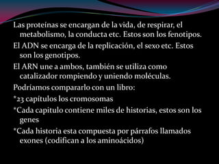 Las proteínas se encargan de la vida, de respirar, el
metabolismo, la conducta etc. Estos son los fenotipos.
El ADN se encarga de la replicación, el sexo etc. Estos
son los genotipos.
El ARN une a ambos, también se utiliza como
catalizador rompiendo y uniendo moléculas.
Podríamos compararlo con un libro:
*23 capítulos los cromosomas
*Cada capitulo contiene miles de historias, estos son los
genes
*Cada historia esta compuesta por párrafos llamados
exones (codifican a los aminoácidos)
 