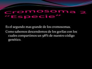 Es el segundo mas grande de los cromosomas.
Como sabemos descendemos de los gorilas con los
cuales compartimos un 98% de nuestro código
genético.
 