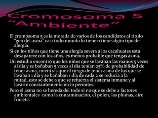 El cromosoma 5 es la morada de varios de los candidatos al titulo
“gen del asma” casi todo mundo lo tiene o tiene algún tipo de
alergia.
Si en los niños que tiene una alergia severa a los cacahuates esta
desaparece con los años, es menos probable que tengas asma.
Un estudio encontró que los niños que se lavaban las manos 5 veces
al día y se bañaban 5 veces al día tenían 25% de probabilidad de
tener asma, mientras que el riesgo de tener asma de los que se
lavaban 1 día y se bañaban 1 día de cada 2 se reducía a la
mitad, esto se debe a que se refuerza el sistema inmune y al
lavarte constantemente no lo permites.
Pero el asma no se hereda del todo si no que se debe a factores
ambientales como la contaminación, el polen, las plumas, aire
frio etc.
 