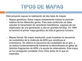Este proyecto supuso la realización de dos tipos de mapas:
 Mapas genéticos: Estos mapas simplemente indican la posición
relativa de los diferentes genes. Para esta confección se debe
estudiar la transmisión de caracteres hereditarios, capaces de ser
objetivados de una generación a otra en grandes familias. En 1994
se terminó el primer mapa genético de todo el genoma humano.
 Mapas físicos: De mayor resolución, pues muestran la secuencia
de nucleótidos de la molécula de ADN que constituye el
cromosoma. Se obtiene la secuencia de nucleótidos de un gen, y
se realiza fundamentalmente mediante la electroforesis en geles de
distintos fragmentos de ADN y la ayuda de ordenadores. Este mapa
se ha conseguido completar cinco años antes de lo que se
esperaba.
 
