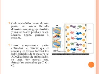  Cada nucleótido consta de tres
partes: un azúcar llamado
desoxirribosa, un grupo fosfato
y una de cuatro posibles bases:
adenina, timina, guanina o
citosina.
 Estos componentes están
enlazados de manera que el
azúcar y el fosfato forman los
lados paralelos de la escalera de
ADN; las bases de ambos lados
se unen por parejas para
formar los travesaños (A-T, G-
C).
 