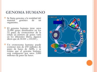 GENOMA HUMANO
 Se llama genoma a la totalidad del
material genético de un
organismo.
 El genoma humano tiene unos
31.000 genes distribuidos en los
23 pares de cromosomas de la
célula (el número de genes varía
en los diferentes libros, algunos
dicen que de 80.000 a 100.000 ).
 Un cromosoma humano puede
contener más de 250 millones de
pares de bases de ADN, y se
estima que el genoma humano
está compuesto por unos 3.000
millones de pares de bases.
 