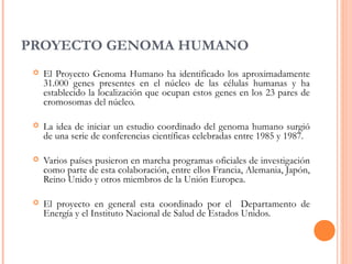 PROYECTO GENOMA HUMANO
 El Proyecto Genoma Humano ha identificado los aproximadamente
31.000 genes presentes en el núcleo de las células humanas y ha
establecido la localización que ocupan estos genes en los 23 pares de
cromosomas del núcleo.
 La idea de iniciar un estudio coordinado del genoma humano surgió
de una serie de conferencias científicas celebradas entre 1985 y 1987.
 Varios países pusieron en marcha programas oficiales de investigación
como parte de esta colaboración, entre ellos Francia, Alemania, Japón,
Reino Unido y otros miembros de la Unión Europea.
 El proyecto en general esta coordinado por el Departamento de
Energía y el Instituto Nacional de Salud de Estados Unidos.
 
